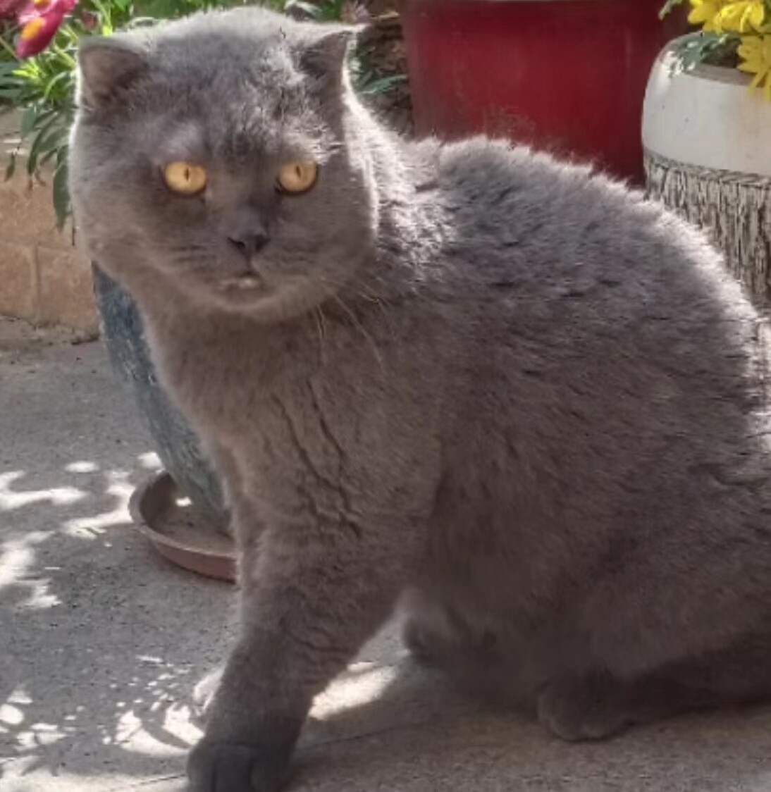 蓝猫无偿领养，