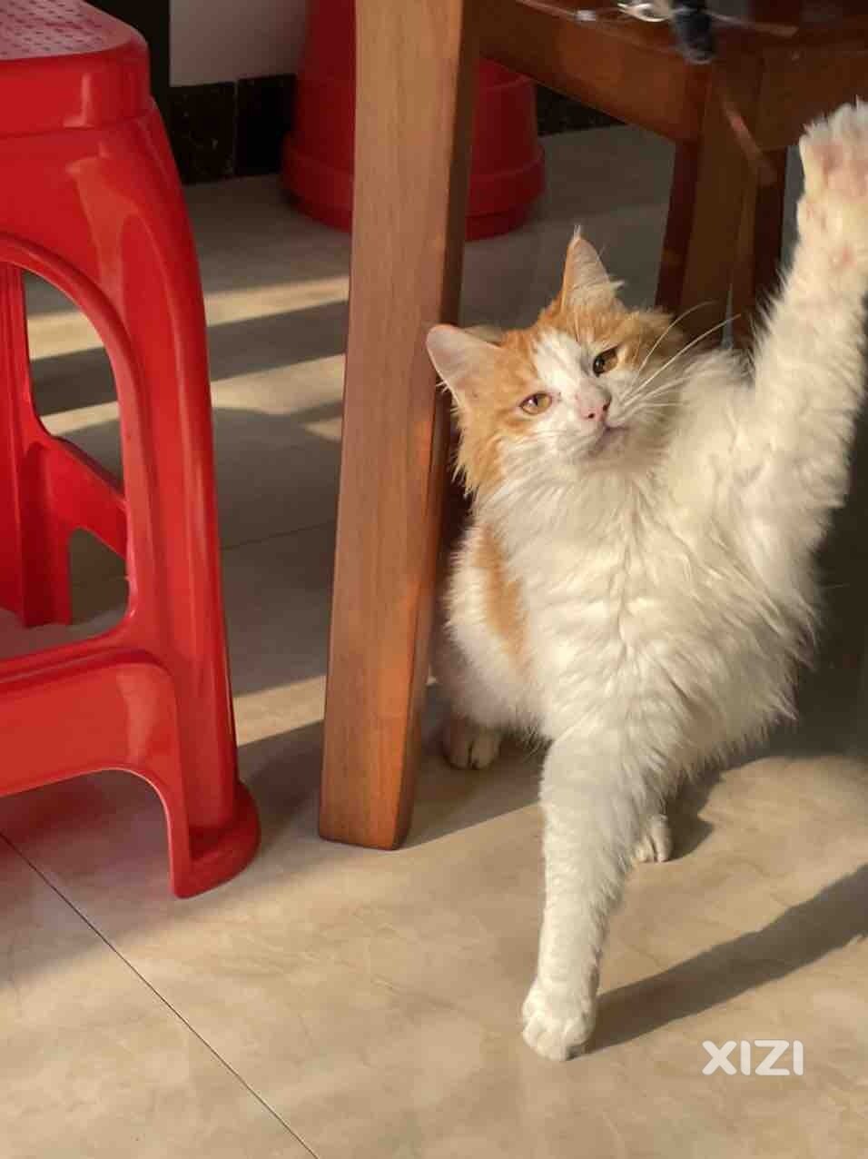 长毛猫领养，爪子又大又软，感觉有狮子猫血统