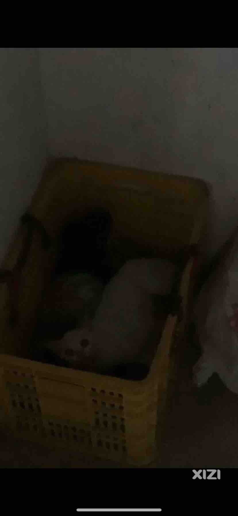 紧急情况 陌生野猫跑