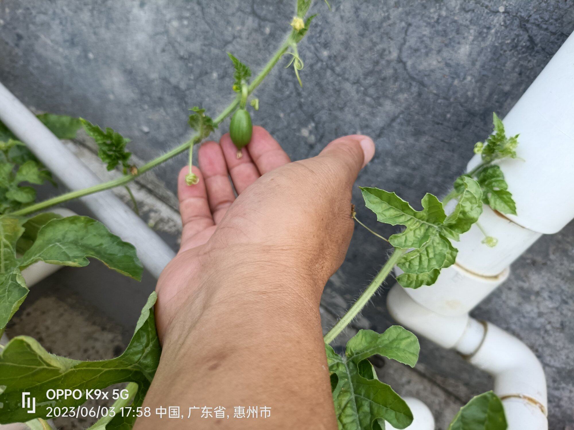 长势喜人！！！各种瓜