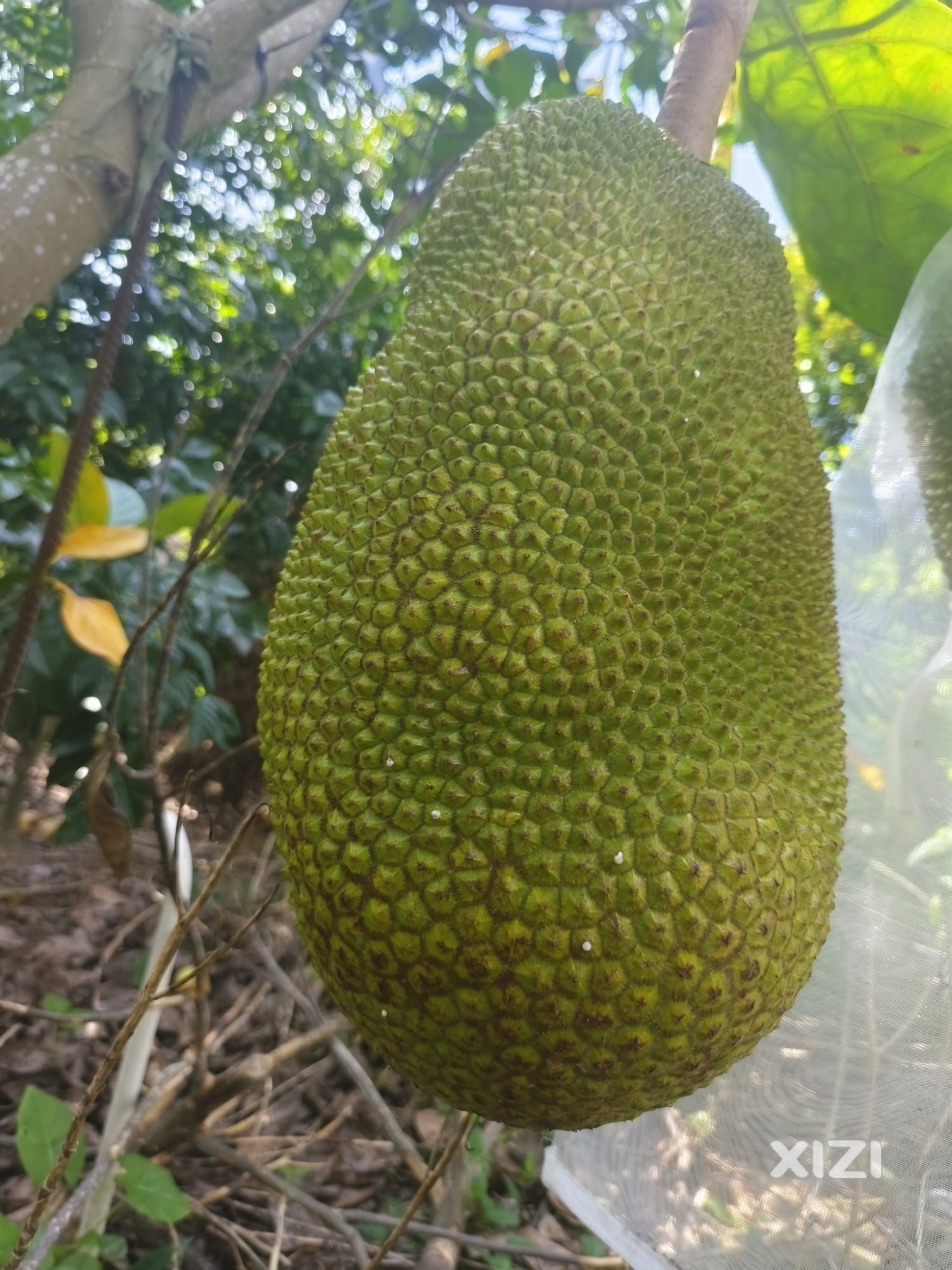 吃菠萝了