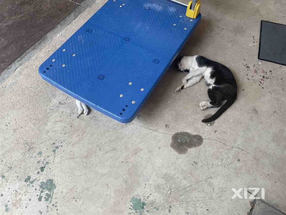八嘎猫