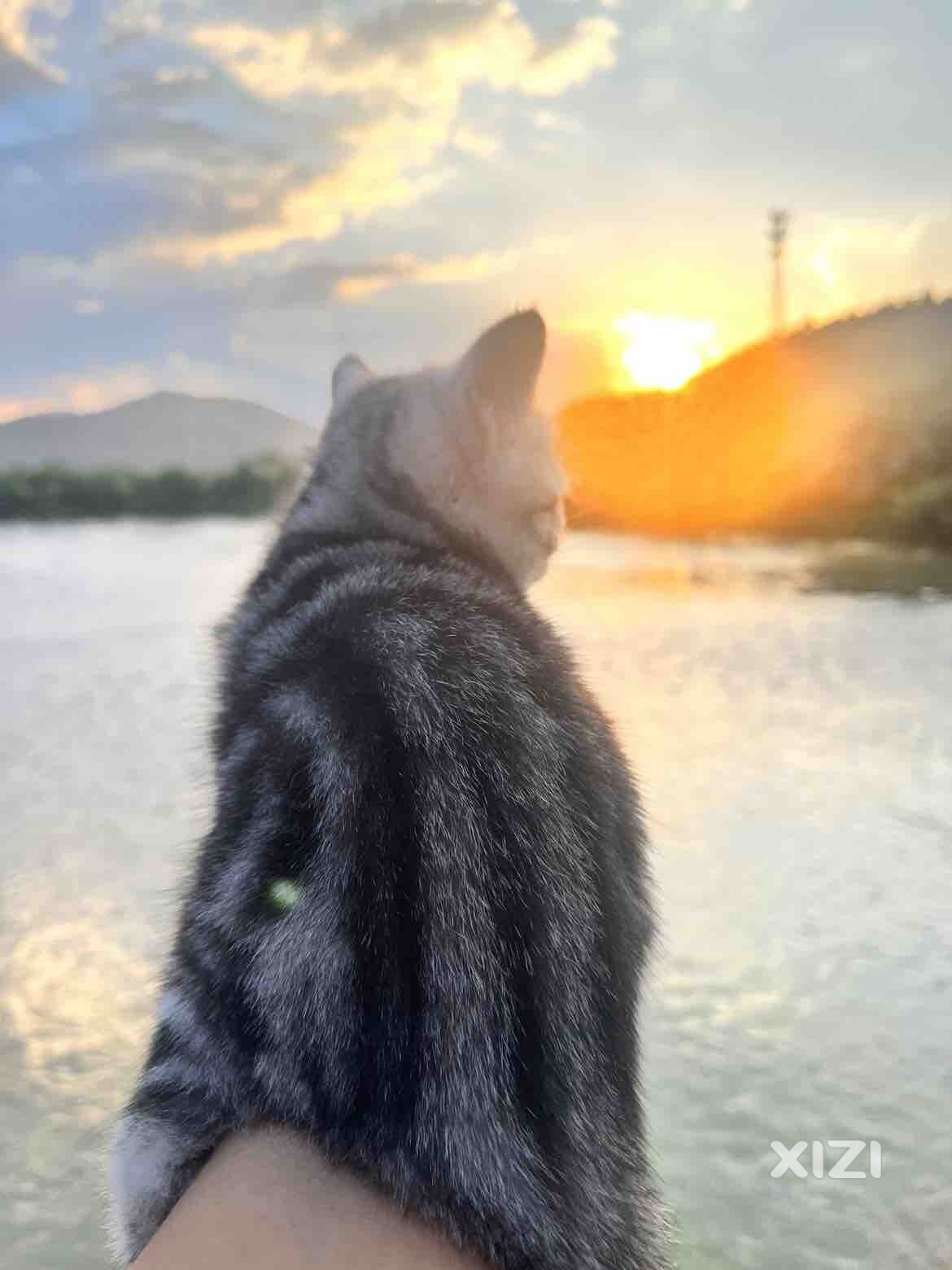 虎斑猫找家