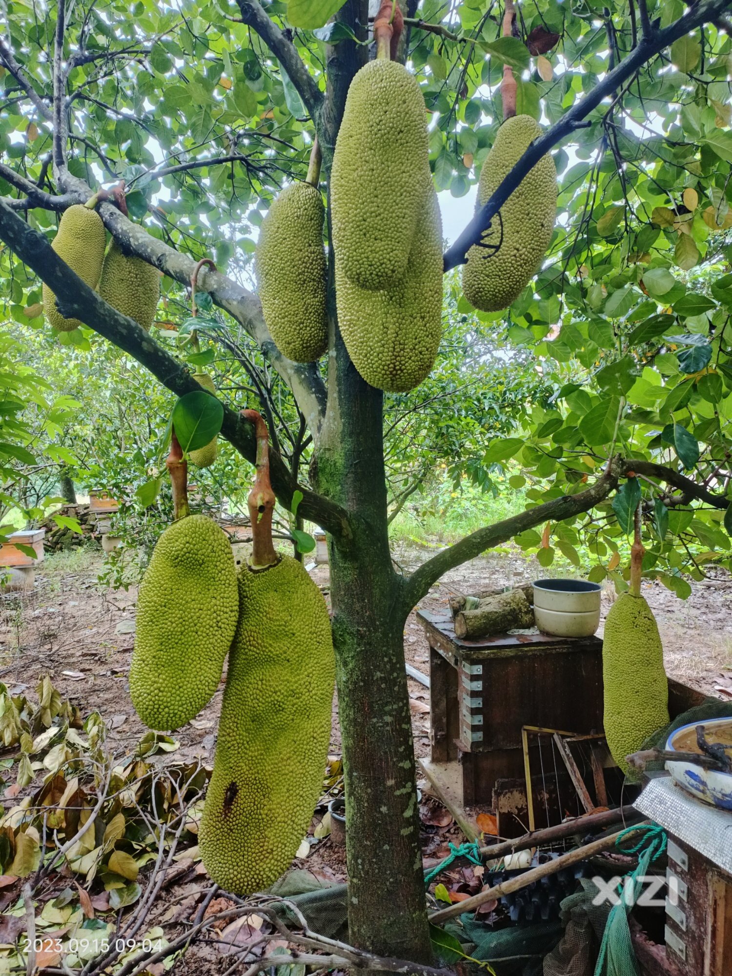 菠萝蜜(干包)