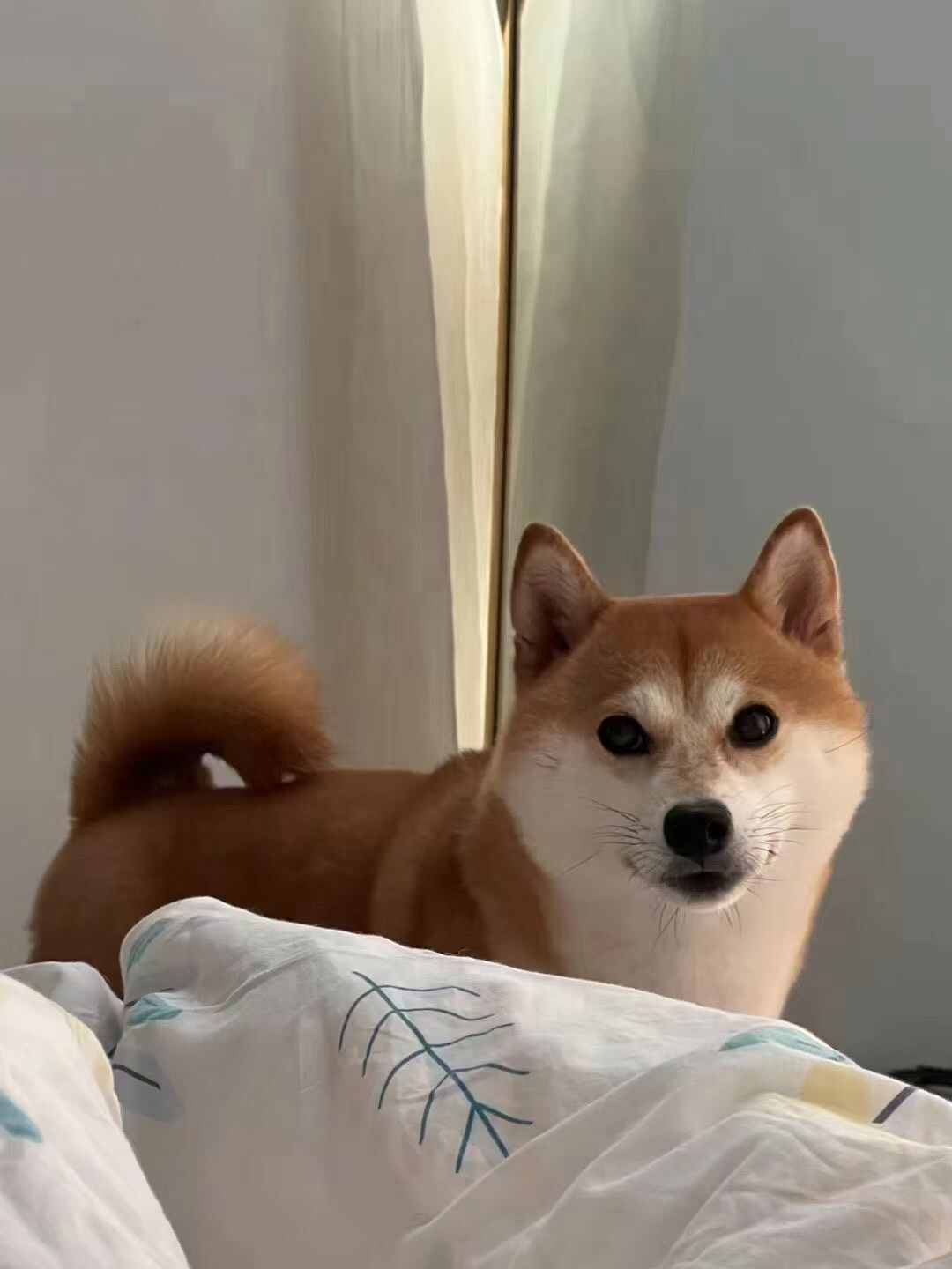 寻狗启示 柴犬妹妹