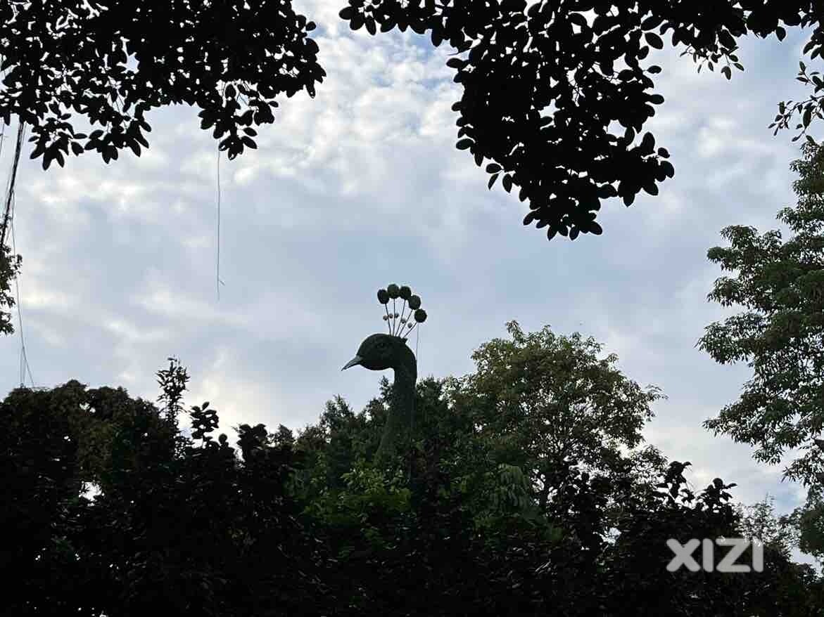 让花称花，让树成树…
