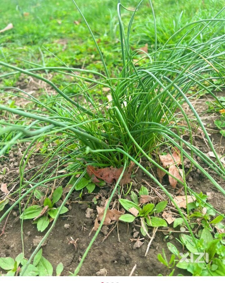 惠州朋友哪里可以摘小野葱知道说一声