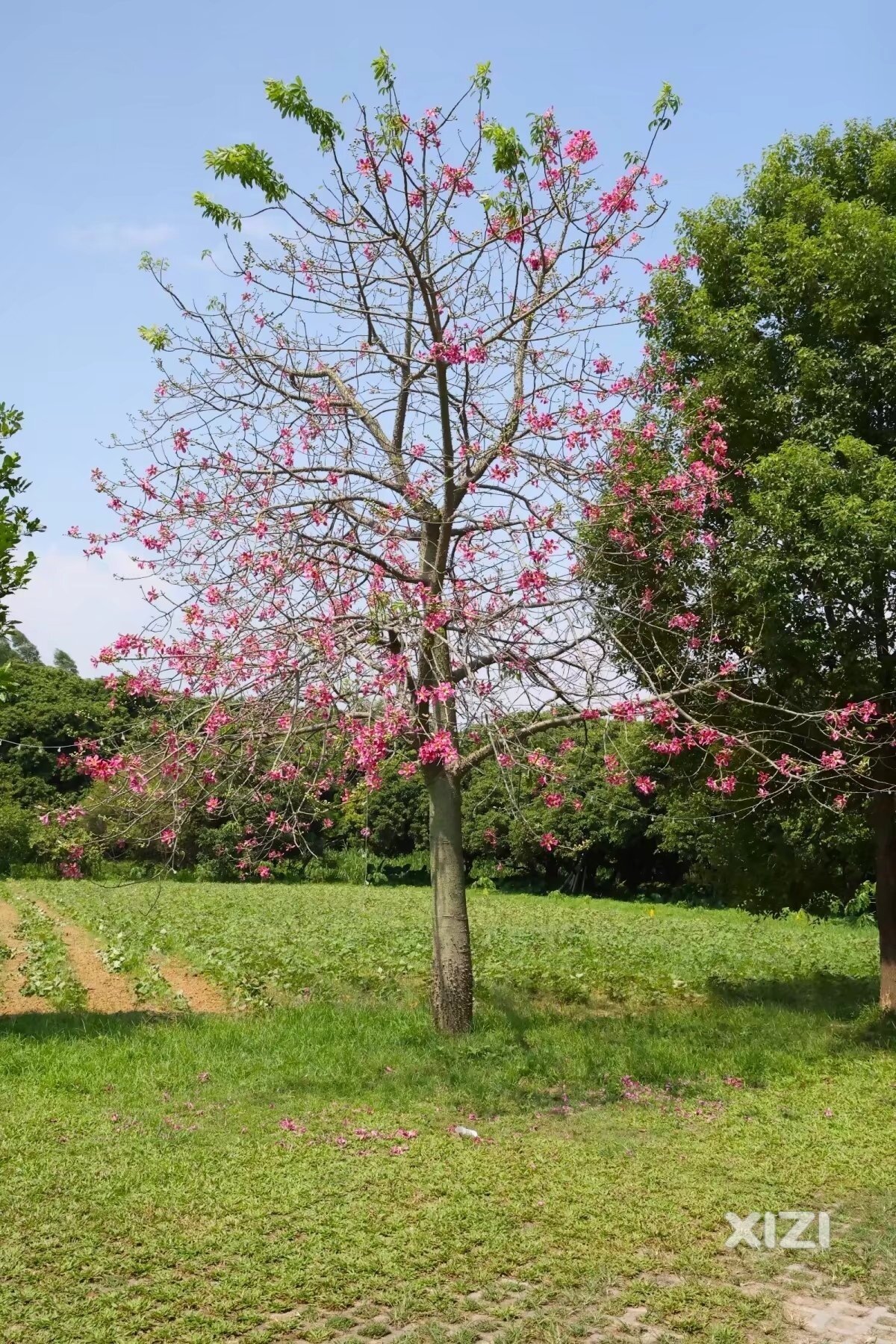 水口青边村