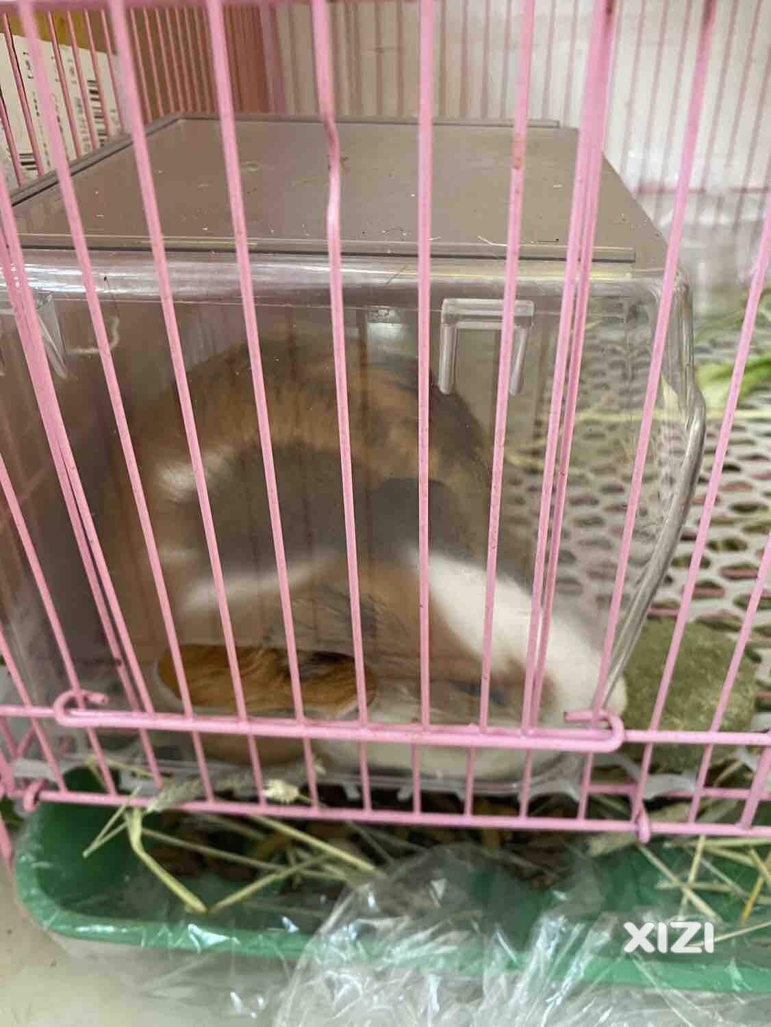 送养小豚鼠