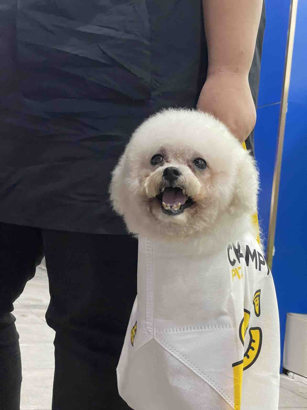 南坛这边有人的小比熊丢了吗？