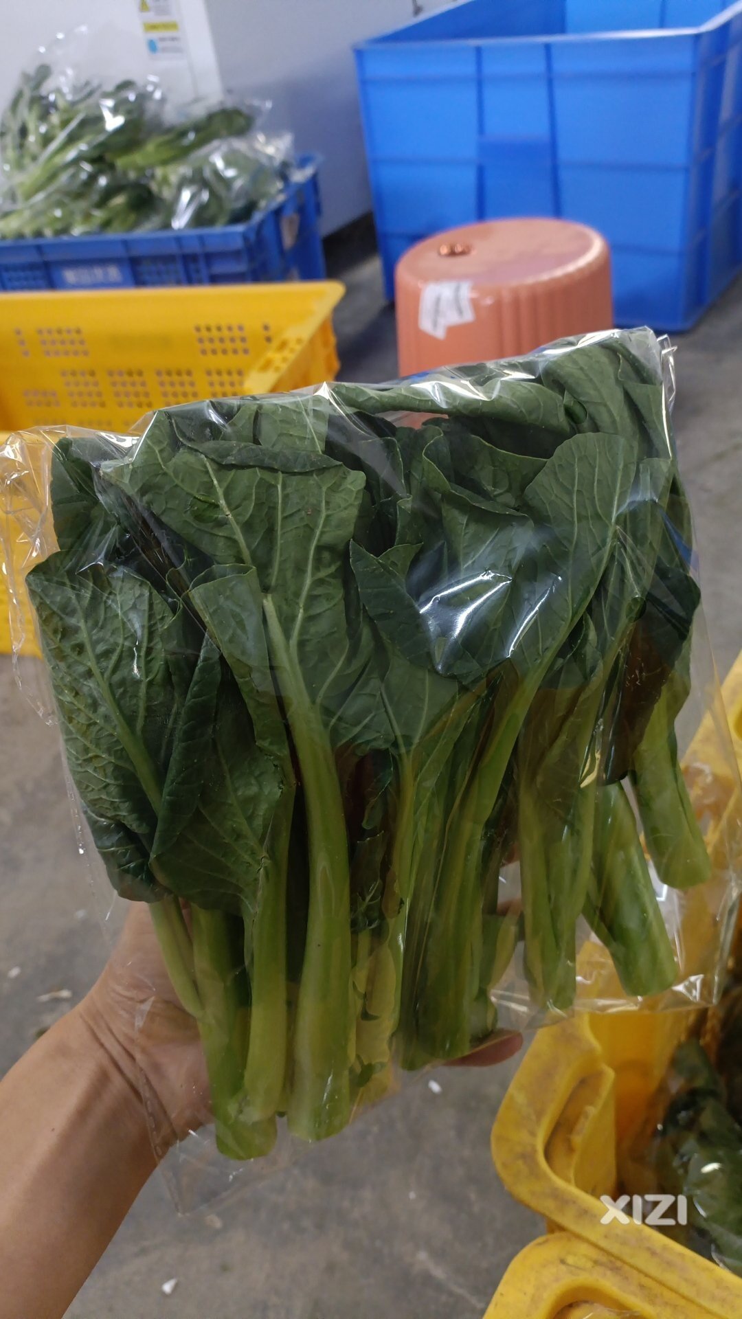 水口蔬菜包装厂招工啦