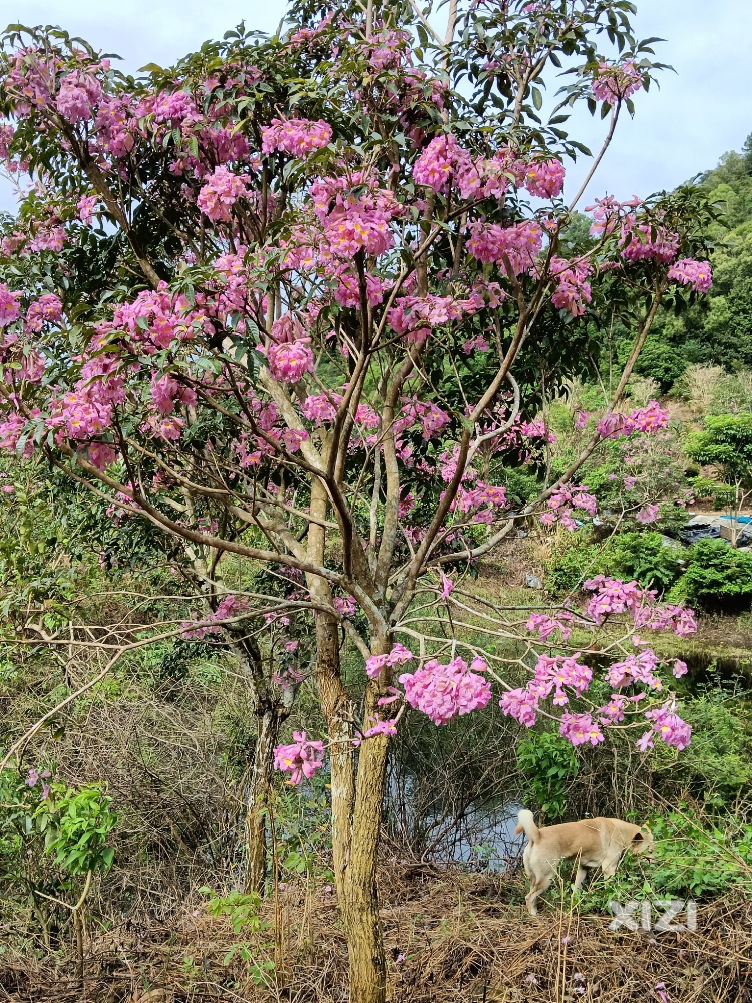 现在开花的紫花风铃木
