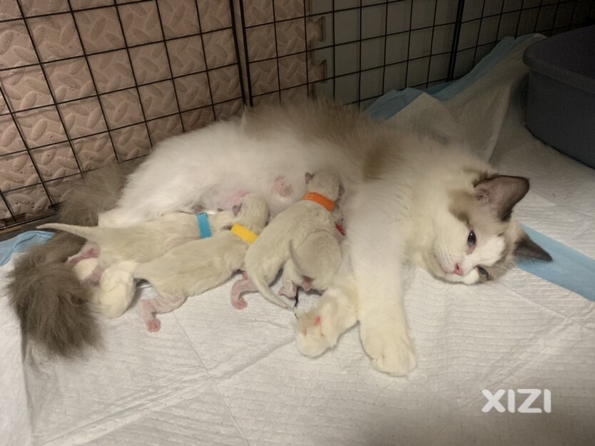 家养布偶猫，小偿领养
