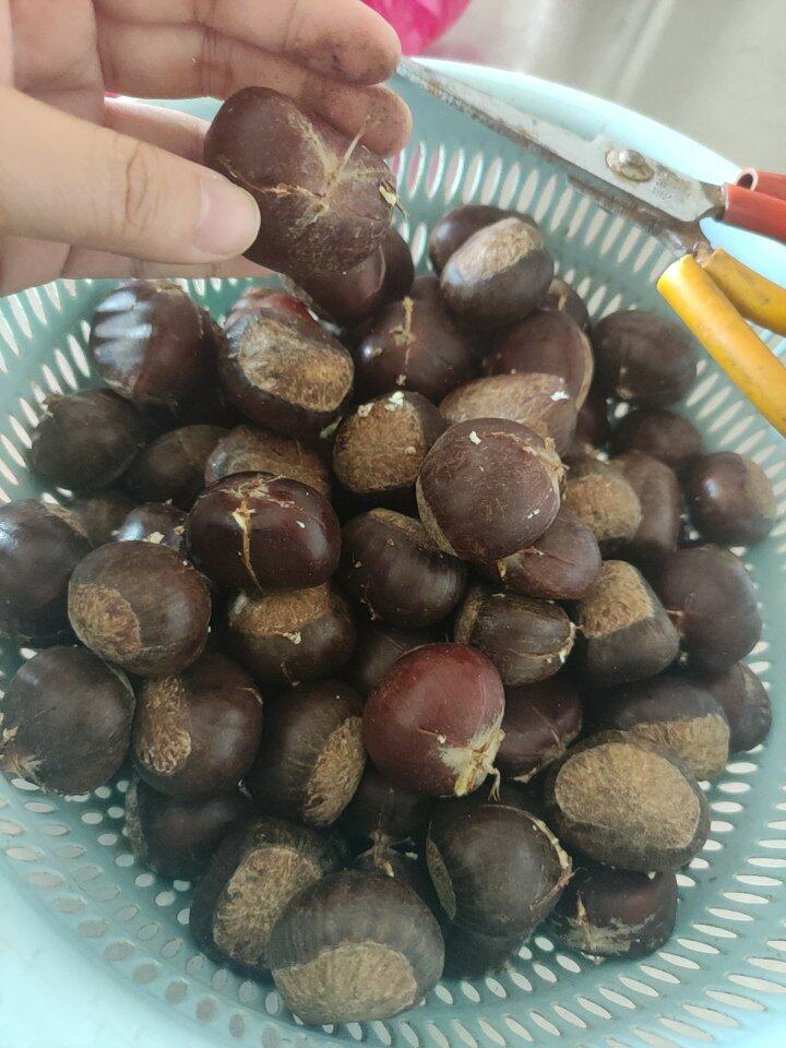 板栗的季节啊
