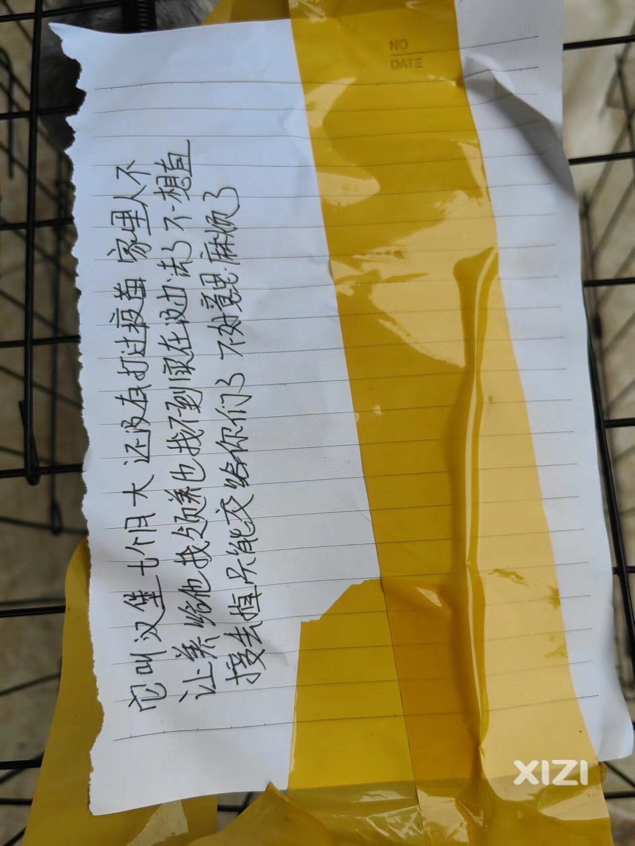领养狗狗