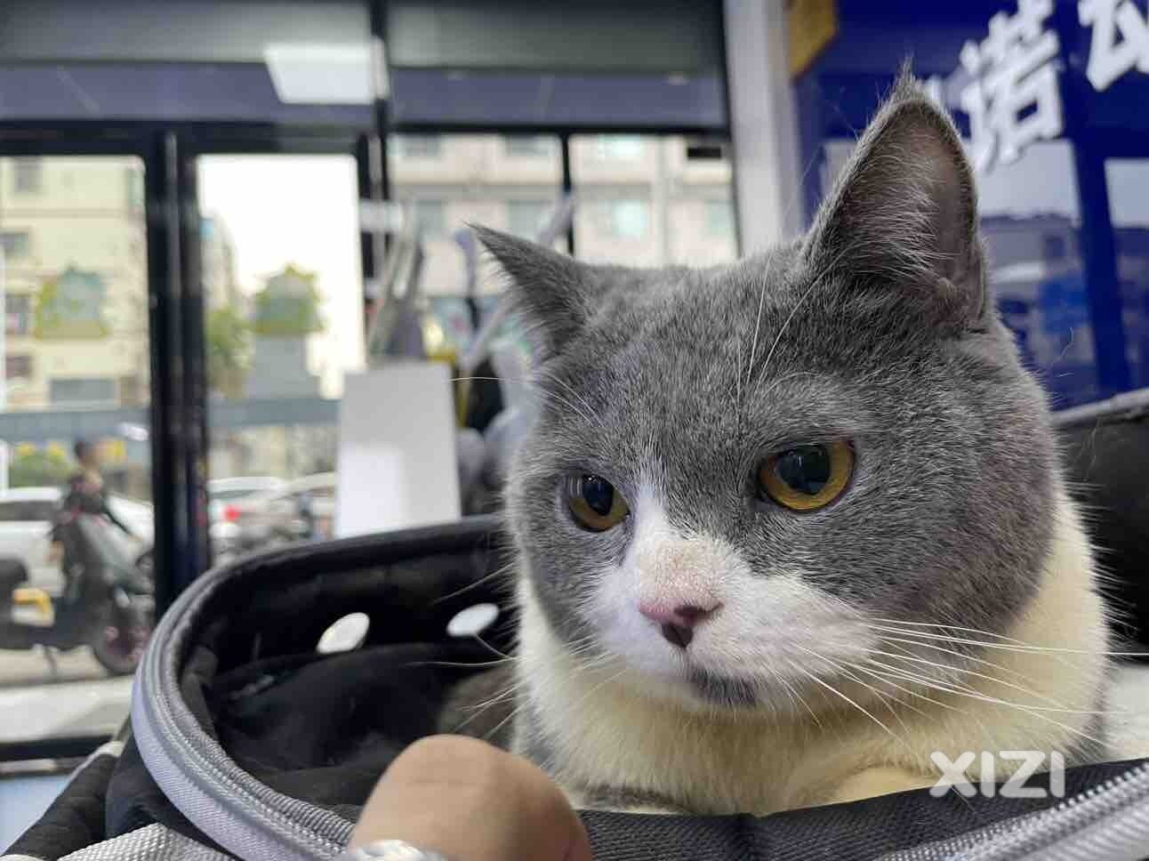 寻猫启示，水口