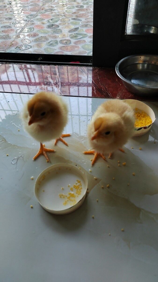 小鸡吃什么没那么喜欢拉Si？