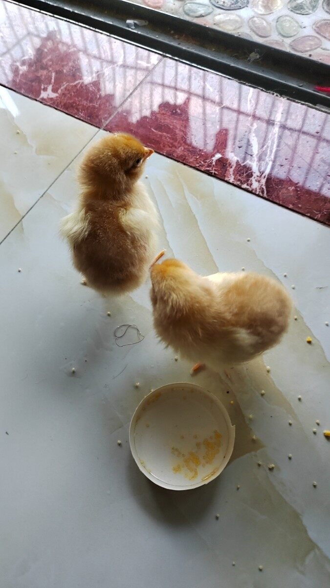 有养过小鸡的么？