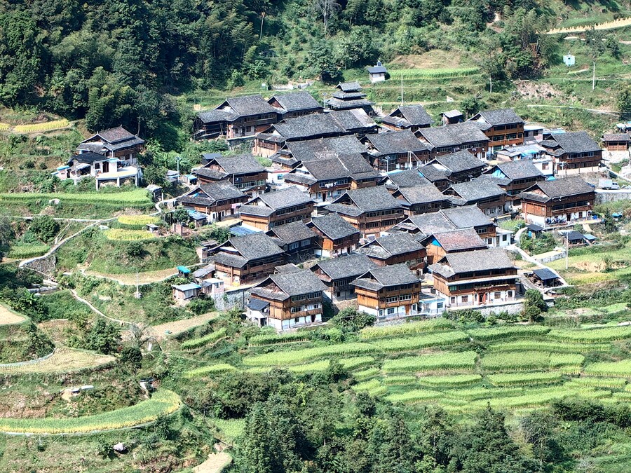 23年中秋国庆回家路上： 路过广西和贵州交界黎平堂安侗寨，赏金黄爱心梯田。