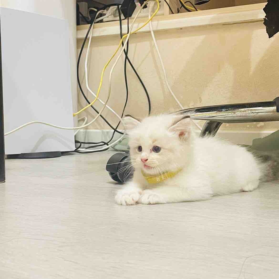 布偶有偿领养