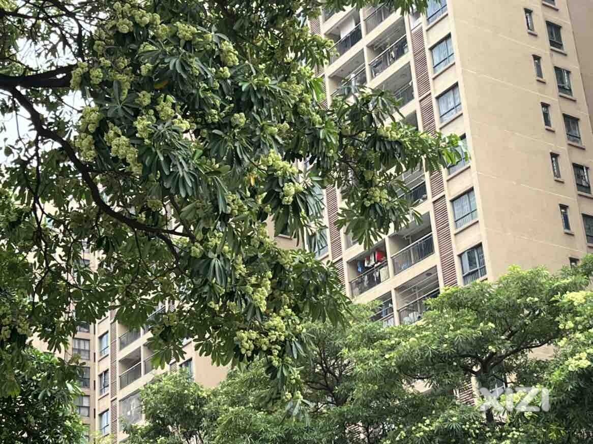 这些是什么树呀？