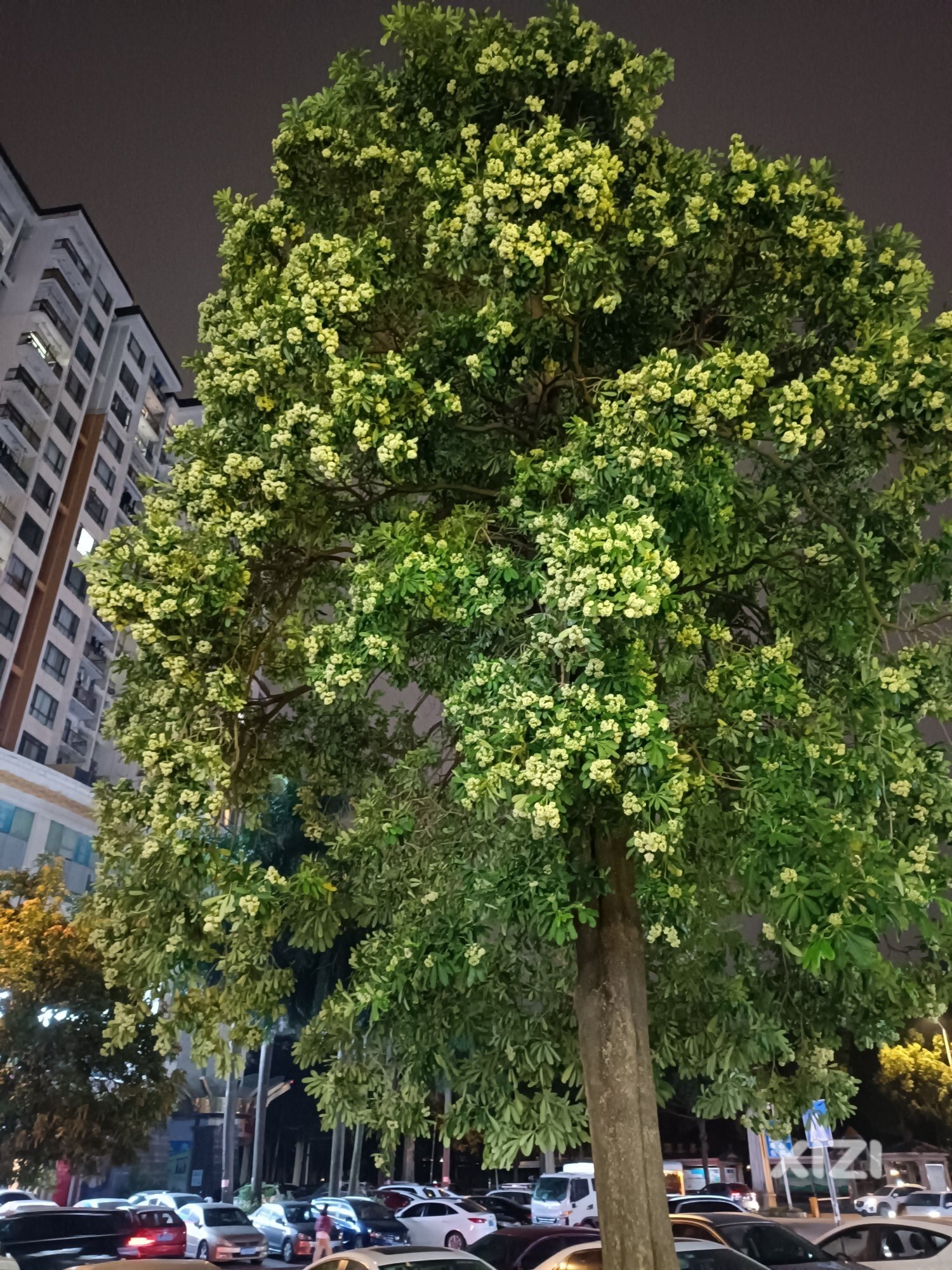 这是什么树？