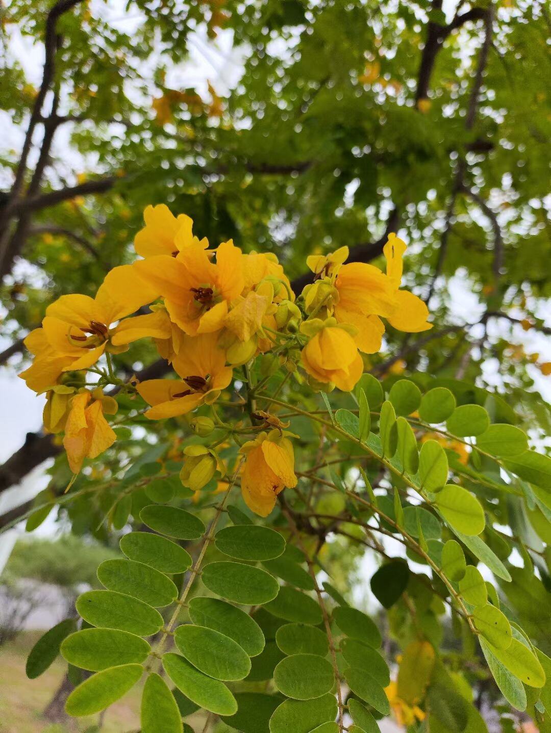 过金山湖访友（之七）