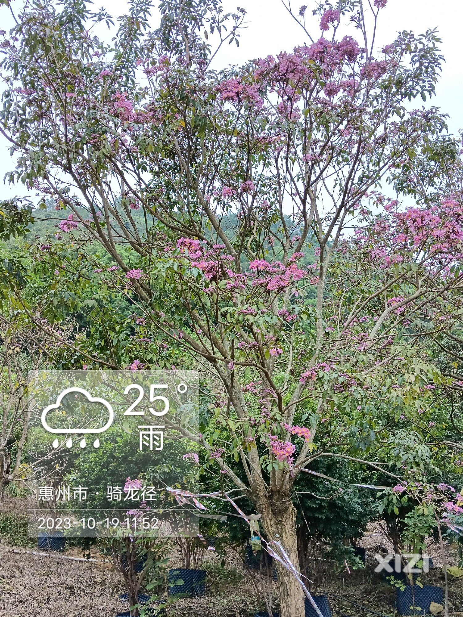 风铃木花园的国庆红紫花风铃木进入盛花期