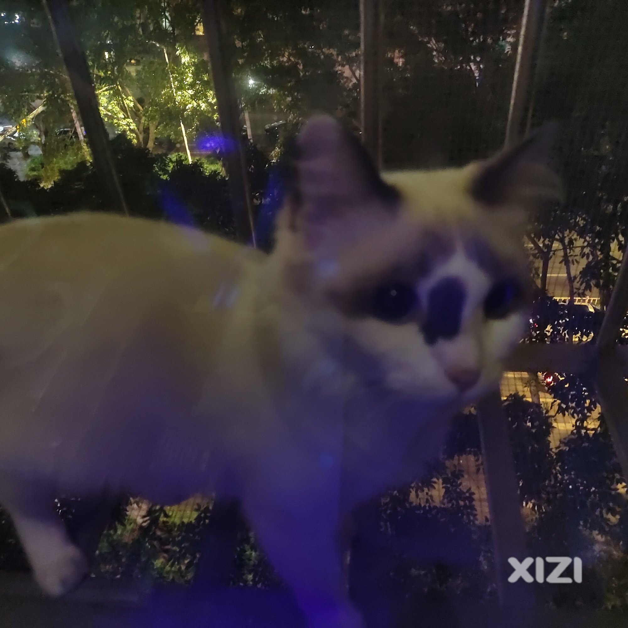 这是谁家的喵星人？