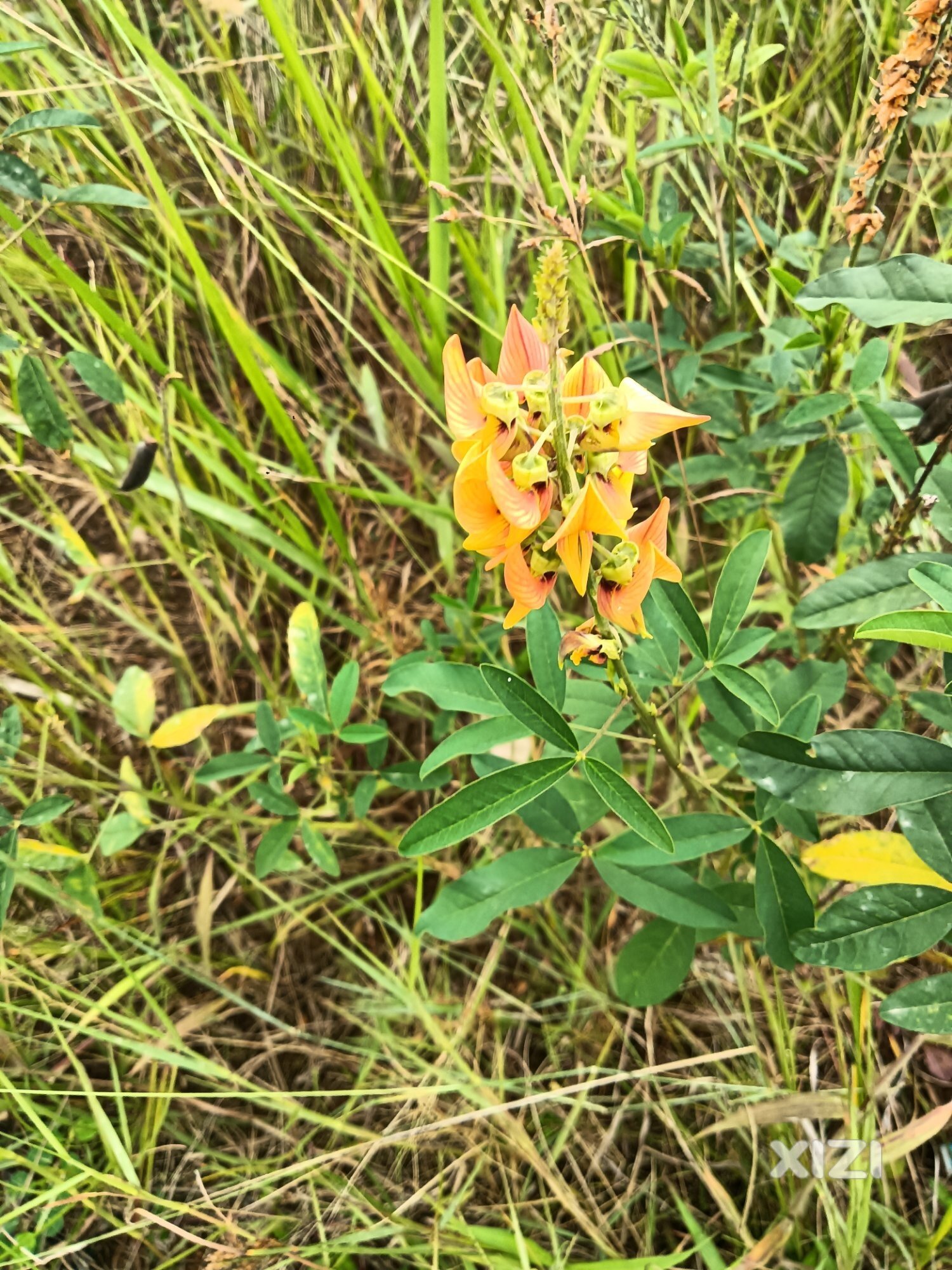 入秋的小花