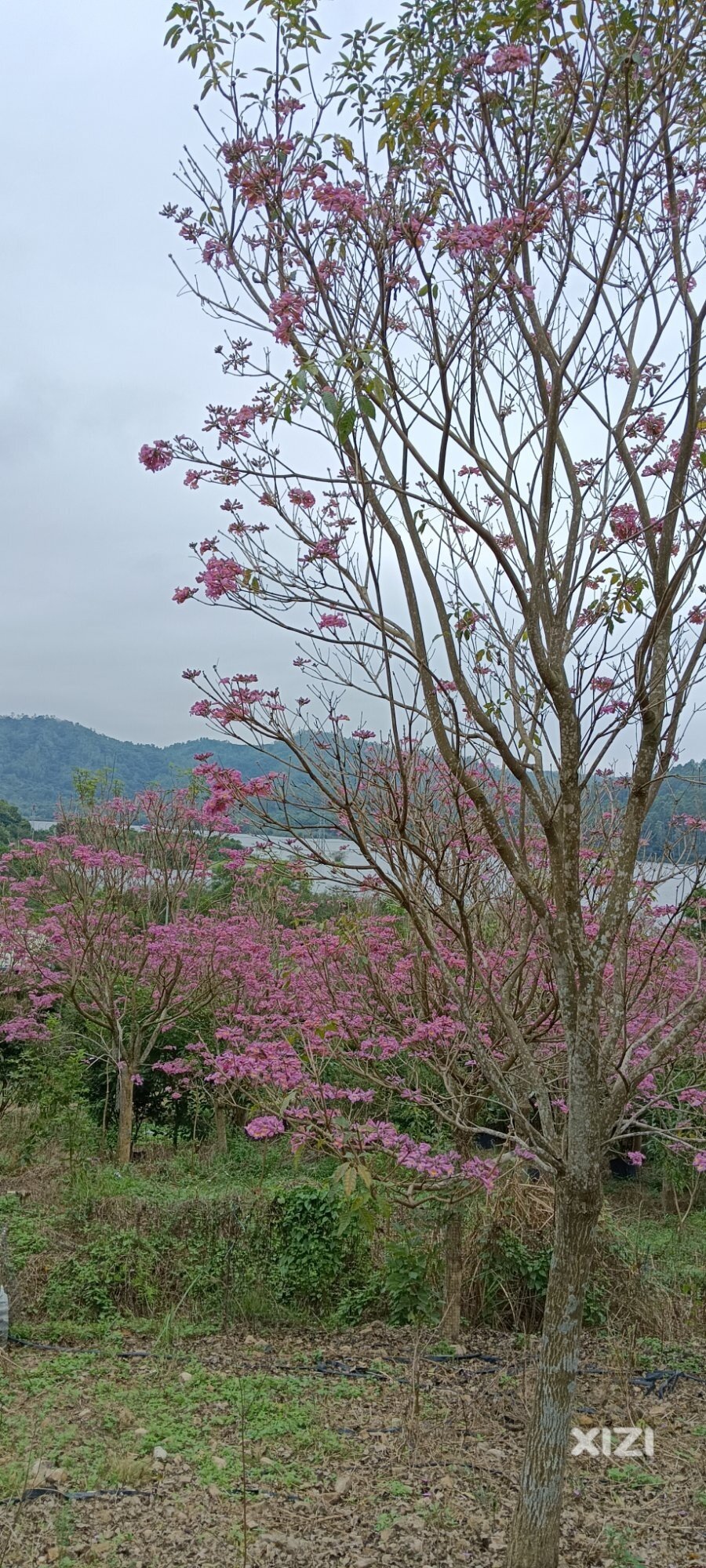 盛开的紫花风铃木