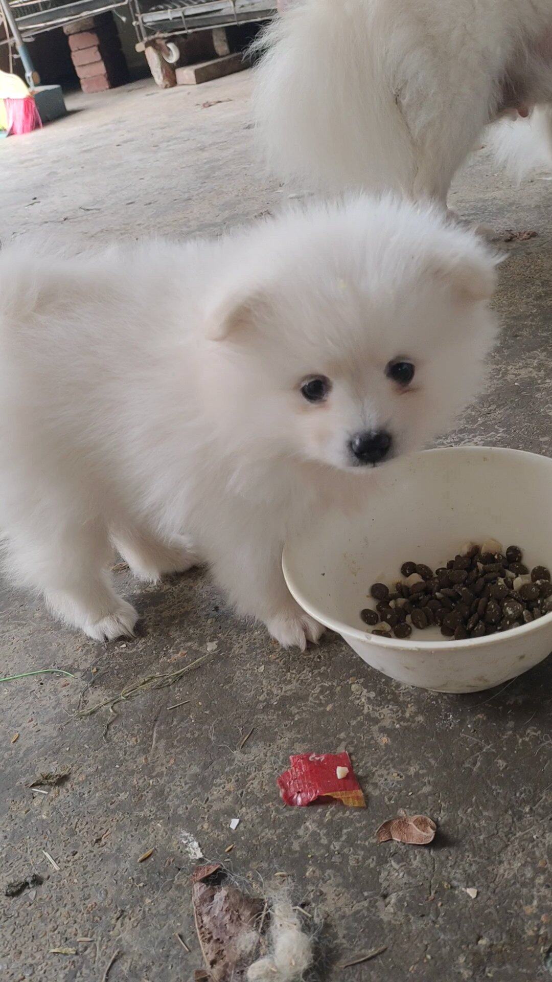 出售自家繁殖的博美奶狗