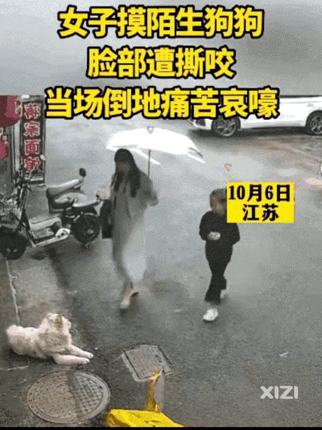 最新：咬人狗被主人吊亡！伤者治疗费高达百万，狗主人反悔拒赔偿