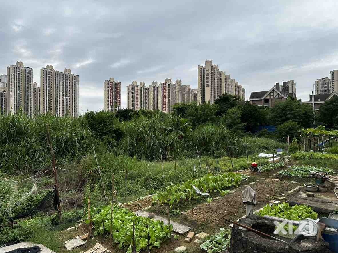 自家的菜 绿色健康