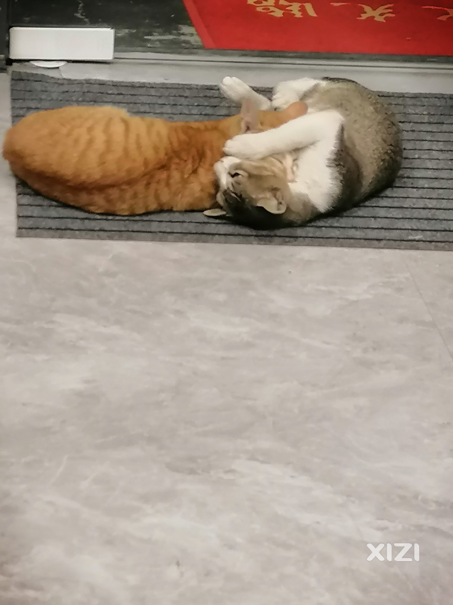 现在的都会撒猫粮了