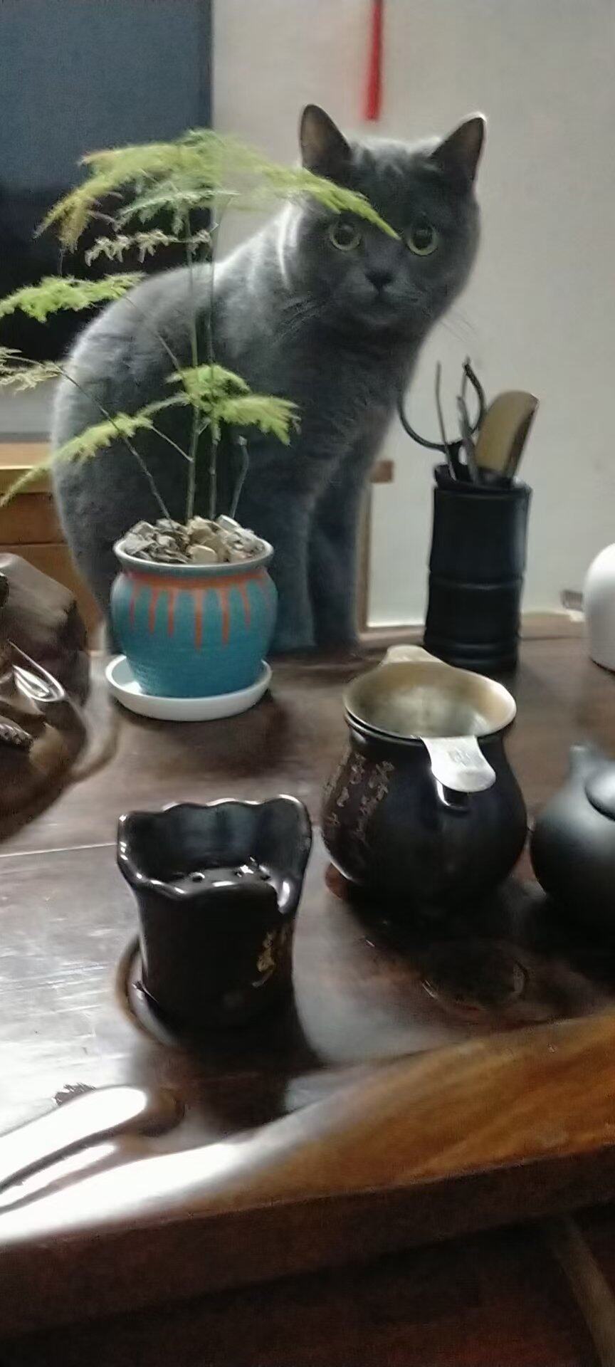 有想养猫咪的吗？