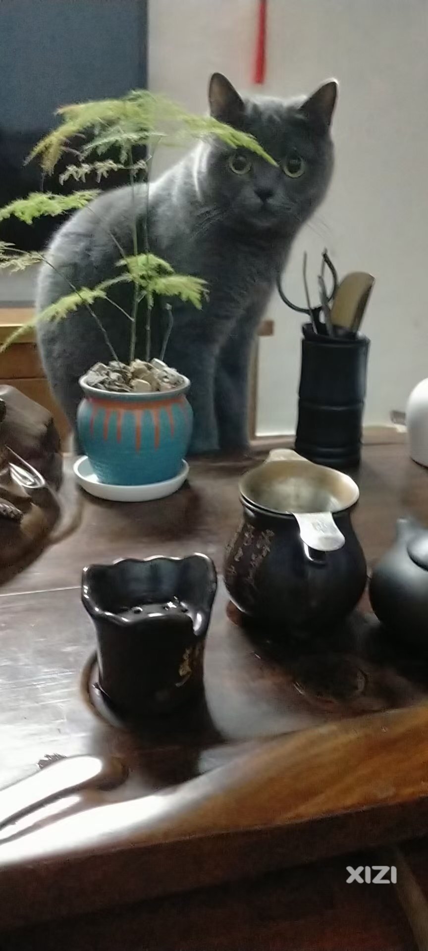 无偿领养猫咪。