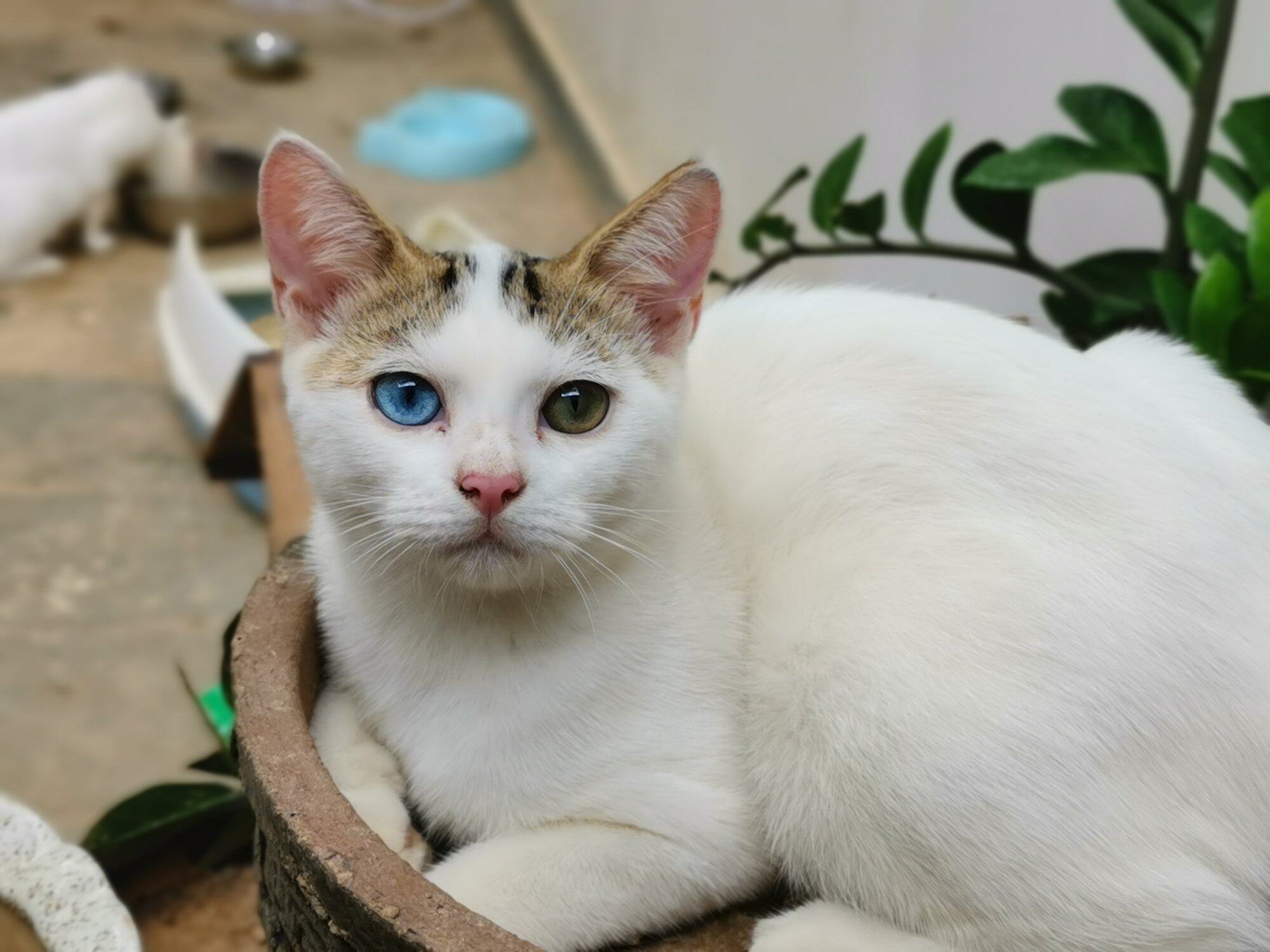 一只高颜值的猫咪找家长