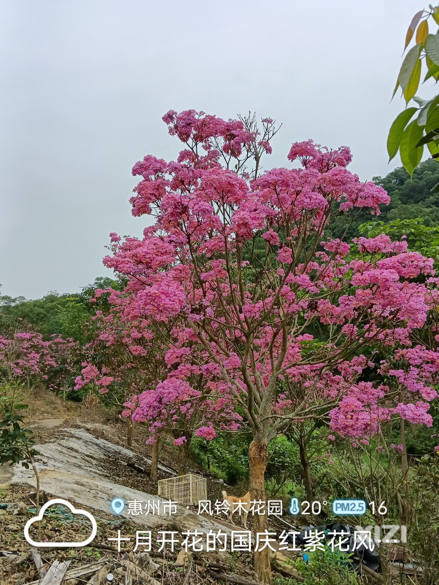 风铃木花园让您怀疑现在是春天