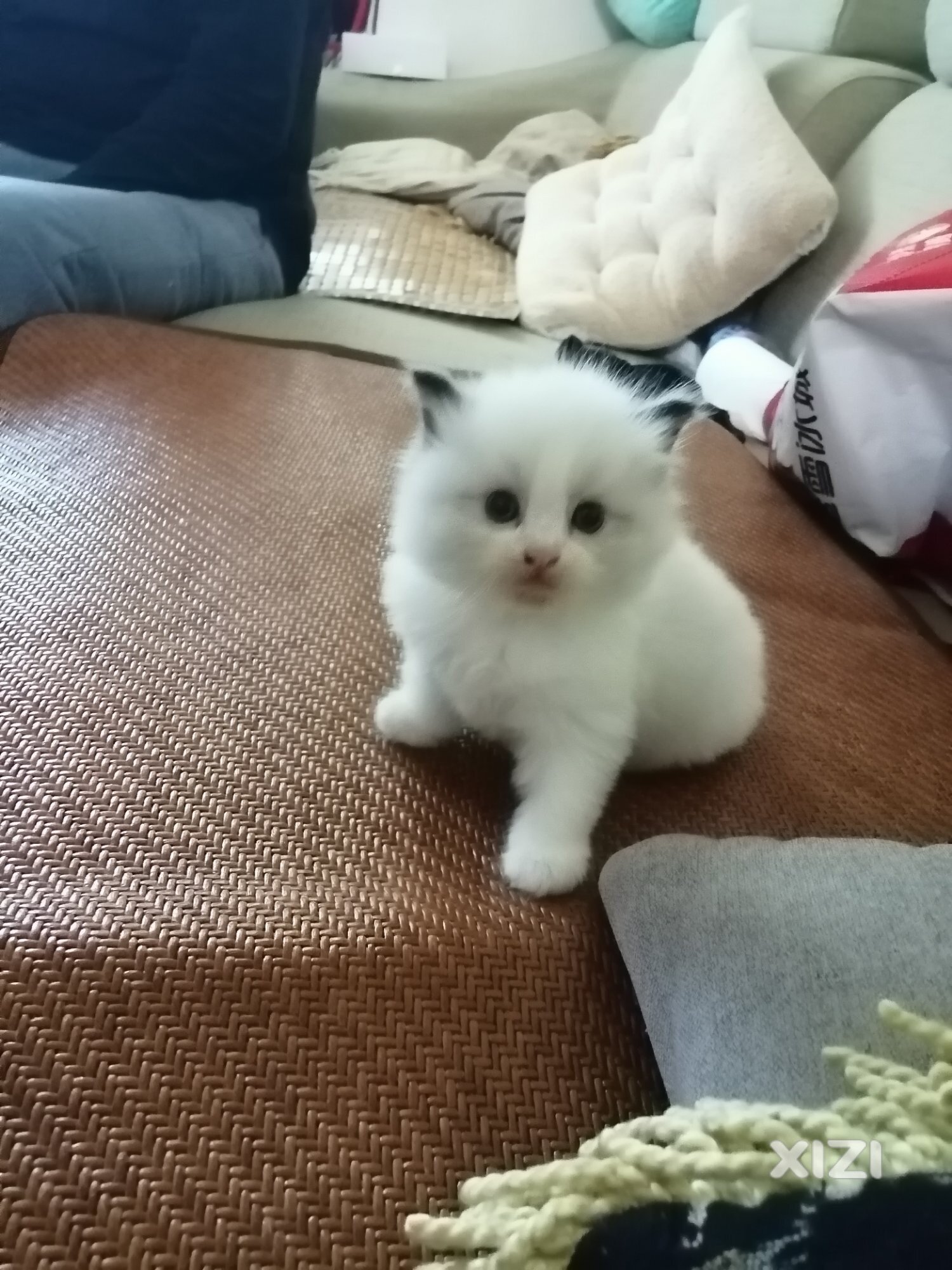 布偶猫