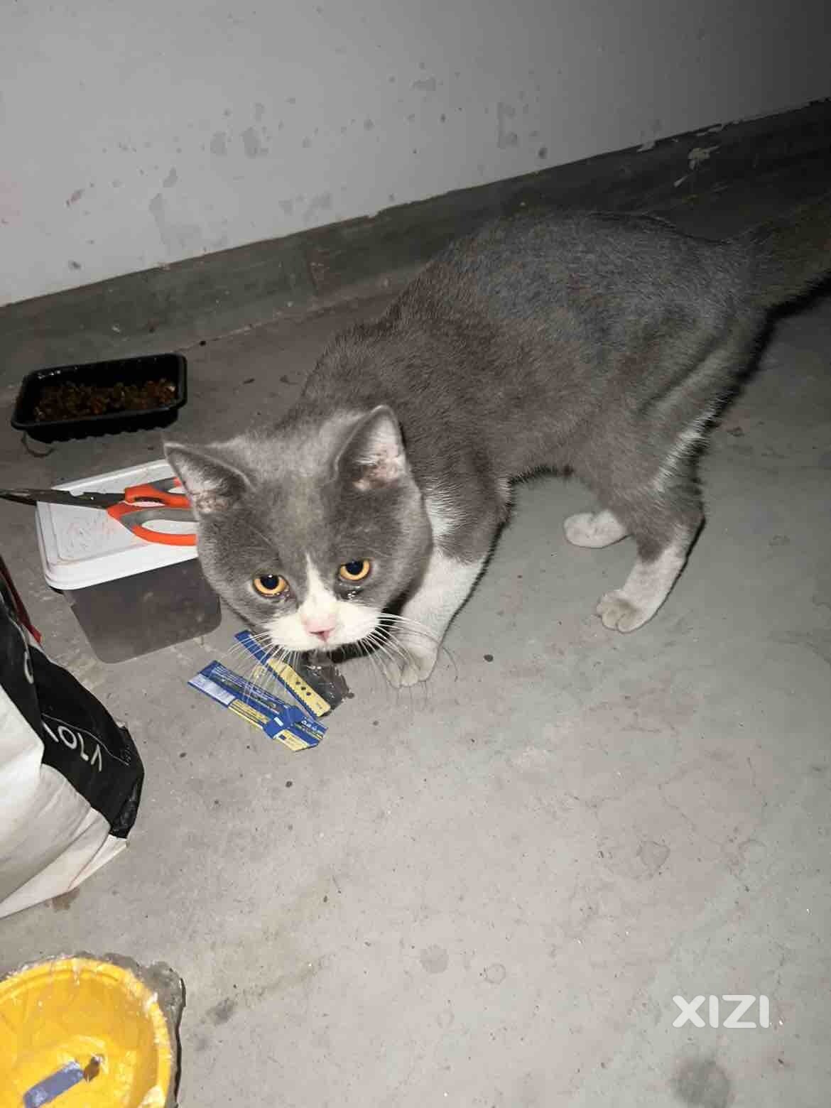蓝猫找领养