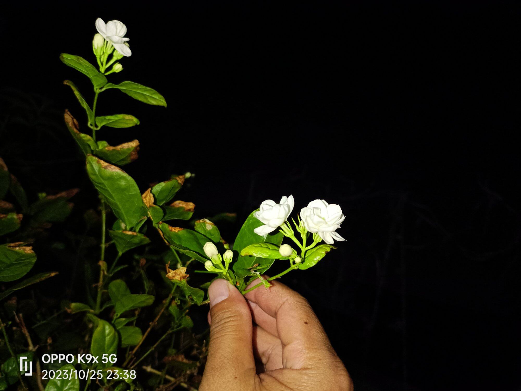 深夜赏茉莉花……淡淡