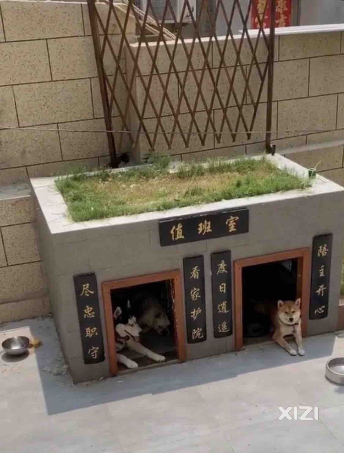 土豪家养的狗子就是不一样