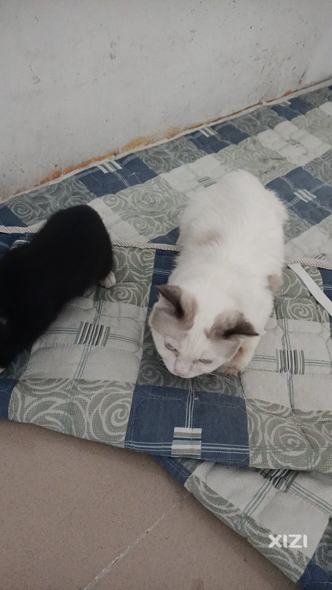 布偶猫蓝猫188领养
