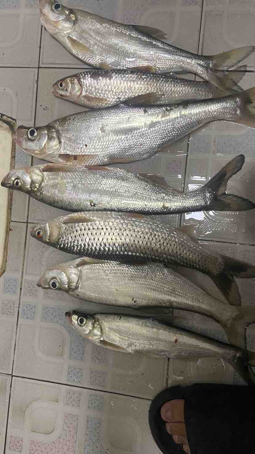 入秋翘嘴狂口暴躁。
