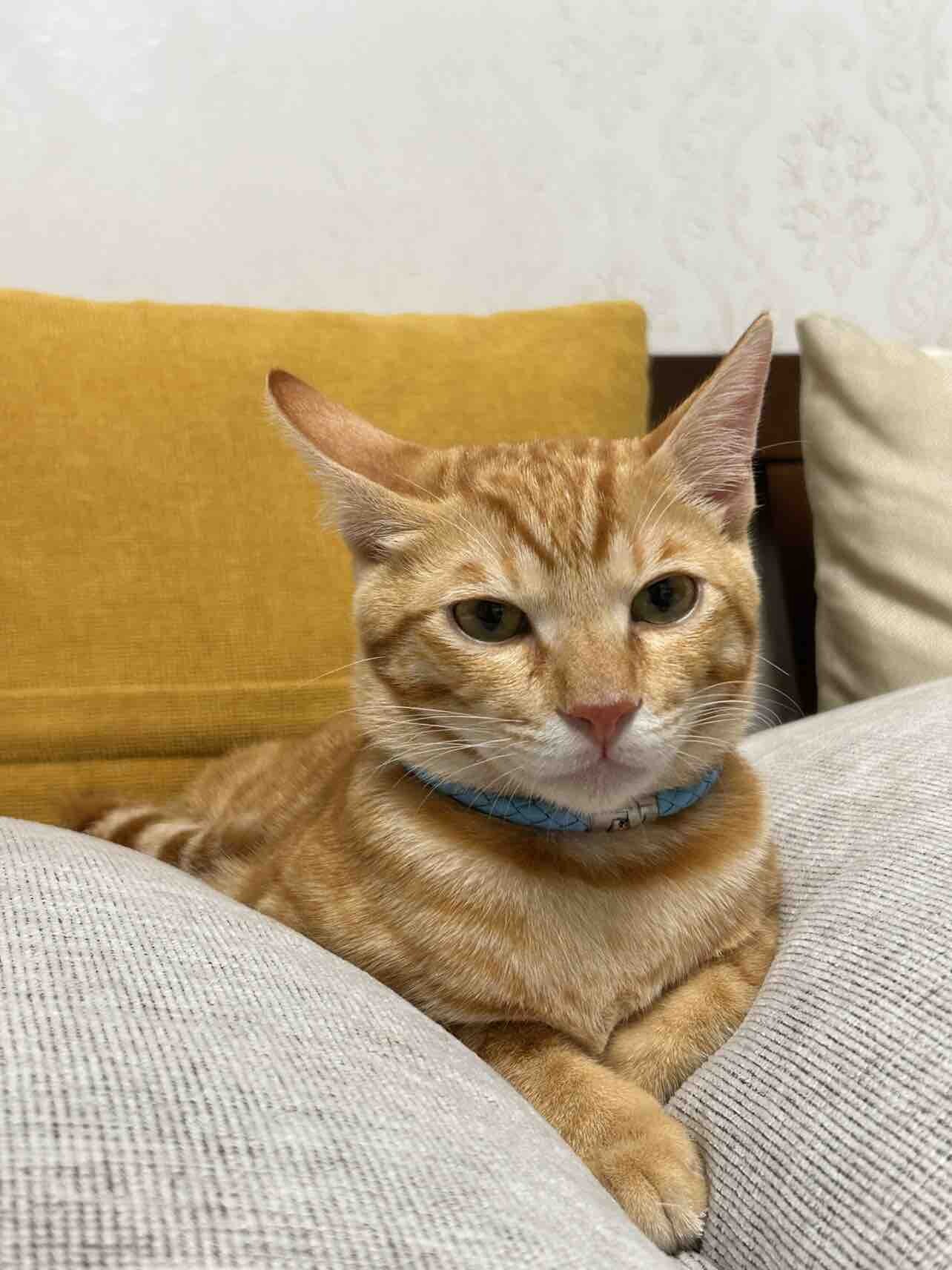 走失的田园大橘领养（长得很帅的小公猫）