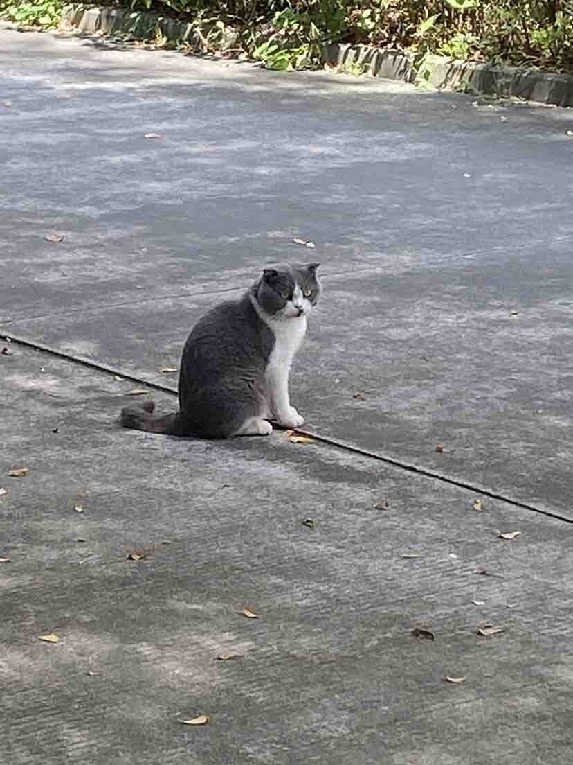 一只单身猫