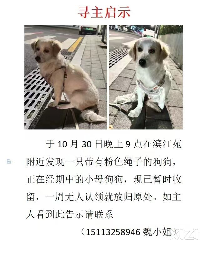 寻狗主(10月30日、滨江公园、戴粉色绳子的白色小母狗)