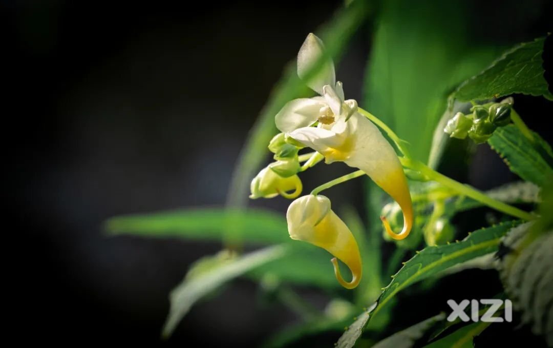 “植物界活化石”－龙虾花迎来盛花期，快来一睹芳容！