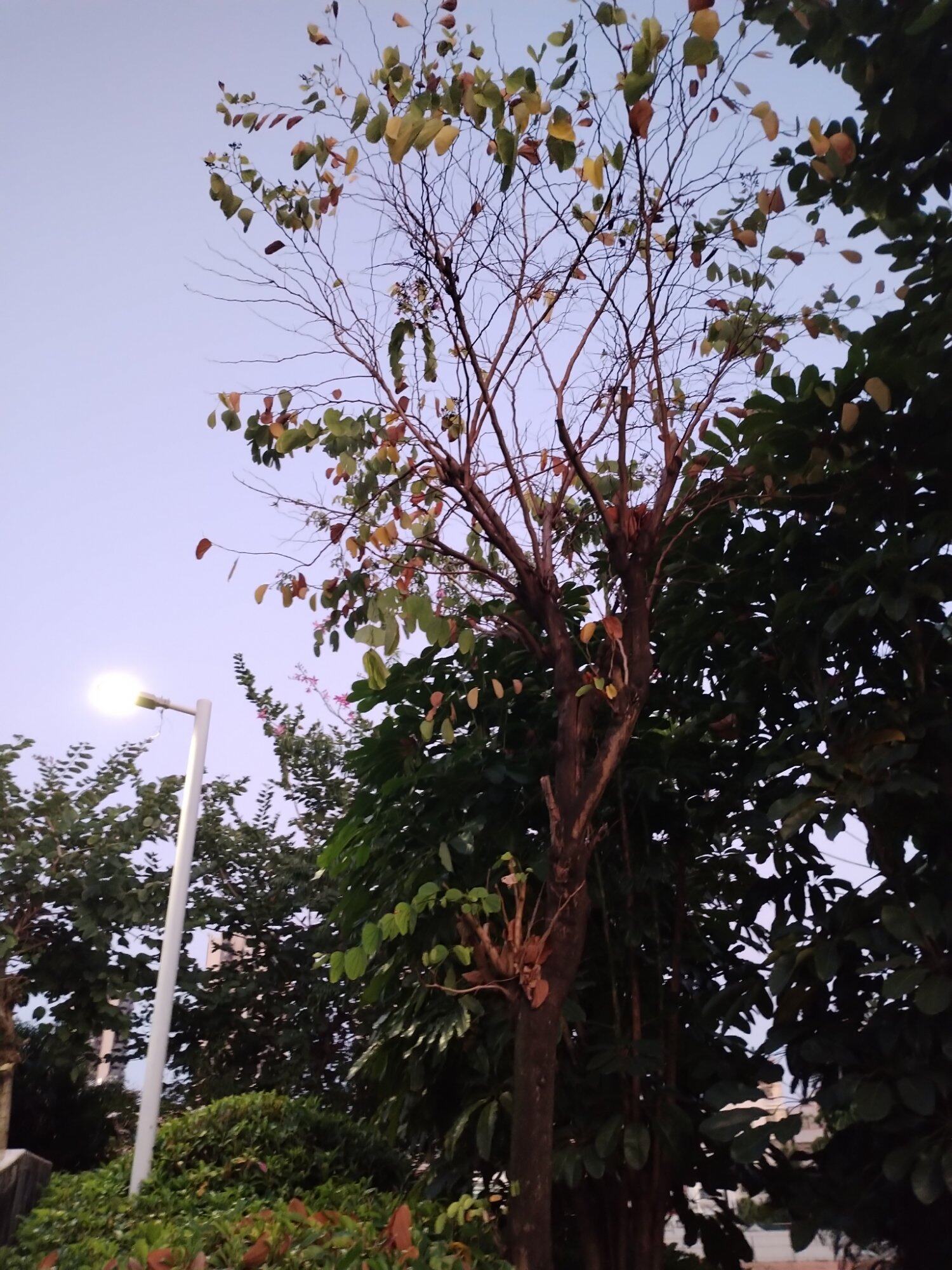 秋风颂